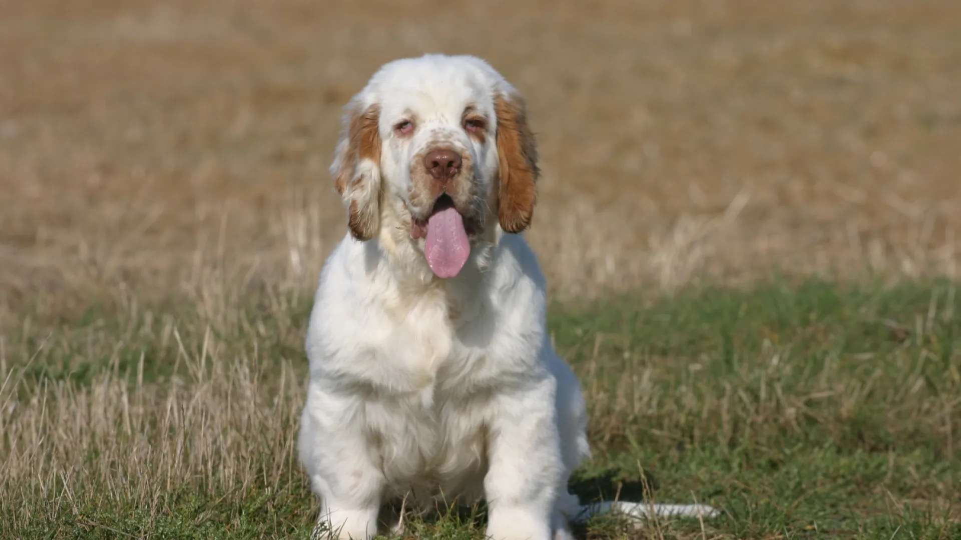 Spaniel (Clumber)